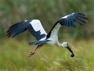 Điều ít người biết về loài cò nhạn quý hiếm của Việt Nam