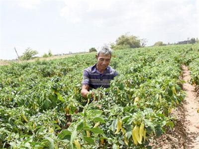 Sóc Trăng: Cho ớt sừng trâu ở cùng hành tím, ăn chắc 50 triệu/công