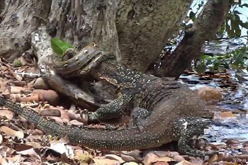 Trăn vua 'bất lực' nhìn kỳ đà cắn nát thân mình