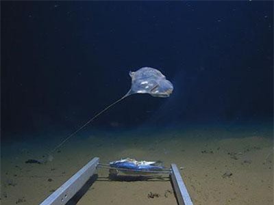 Phát hiện sinh vật bí ẩn ở vực sâu nhất của Ấn Độ Dương