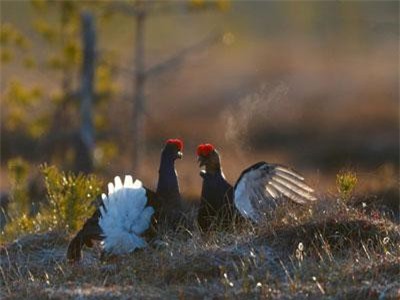 Ảnh động vật: Gà thông đen tình tứ, thỏ chơi đùa dưới nắng...