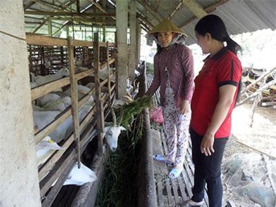 Hậu Giang: Bật nhạc cho dê nghe, mỗi tháng vắt 75 triệu tiền sữa