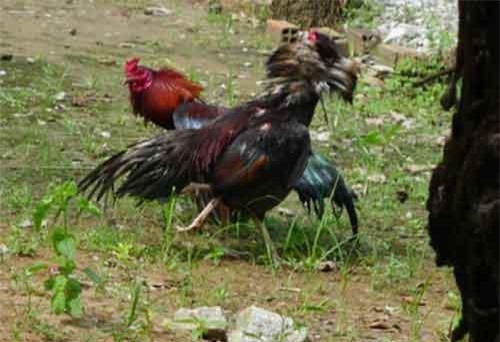 Cà Mau: Truy bắt nhóm đối tượng bắn người tại trường gà