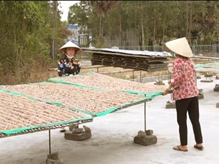 Dàn “vũ nữ chân dài” - đặc sản An Giang "đốn tim" dân nhậu miền Tây