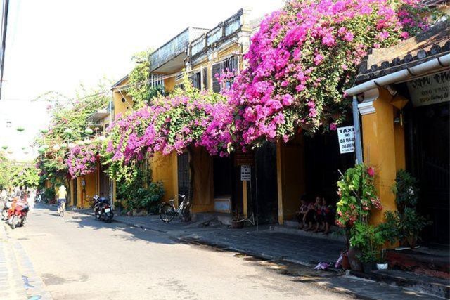 Hội An đẹp nao lòng khi trăm hoa khoe sắc chào hè