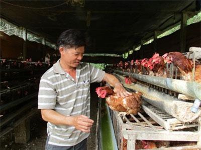 Quảng Nam: Nuôi gà siêu trứng, dưới ao thả cá, lãi 12 triệu/tháng