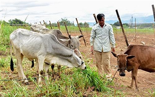  Kon Tum: Quỹ Hội giúp nuôi bò vỗ béo, bò sinh sản, dân khá dần lên