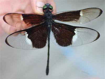 Sự thật kỳ thú loài chuồn chuồn đặc hữu của Việt Nam