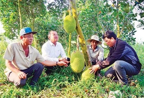 ban 1 qua mit thu nua trieu bac, nha nong kien giang pha vuon tap hinh anh 1