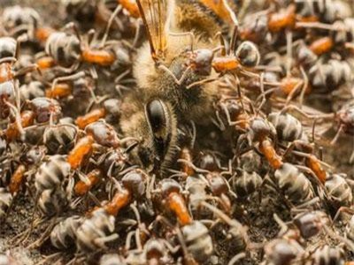 Kinh khủng đàn kiến "ăn thịt người" khiến vua sư tử "run bắn"