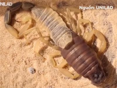 CLIP: 'Choáng' với cảnh hiếm hoi về quá trình lột xác của bọ cạp tử thần