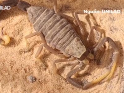 Thích thú với quá trình lột xác của bọ cạp tử thần