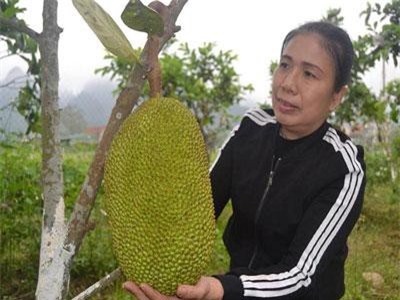 "Phát sốt" với giá cao, mít Thái "leo" lên đồi núi xứ Nghệ