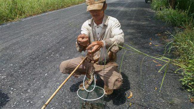 Người dân miền Tây gia tăng thu nhập với nghề săn ếch đồng