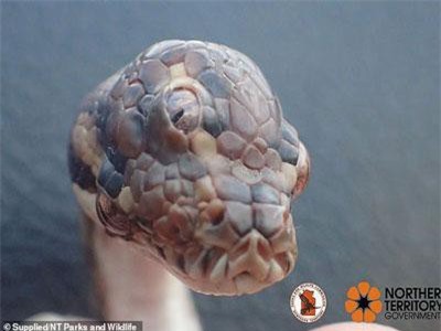 Phát hiện trăn thảm 3 mắt cực hiếm