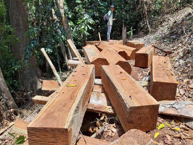 Quảng Nam: Phát hiện 2 vụ phá rừng tự nhiên