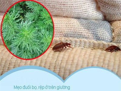 Bọ rệp giường hoành hành ngày mưa ẩm, chỉ cần nguyên liệu này thôi là có thể "đánh bay" bọn chúng