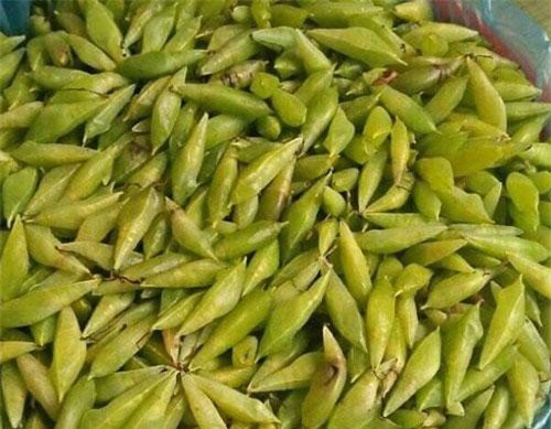 Nắng nóng thế này đi săn sâu muồng về ăn sống