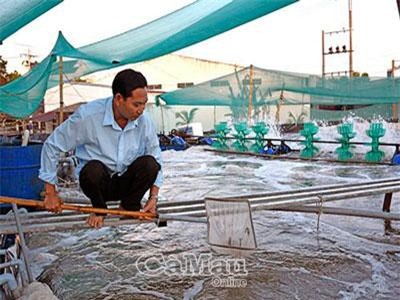 Cà Mau: Lấy tre làm ao nổi nuôi tôm vẫn siêu sao như ai