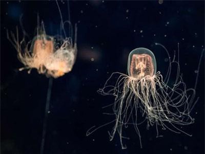 Đã có thuốc giải độc cho nọc độc nguy hiểm nhất thế giới