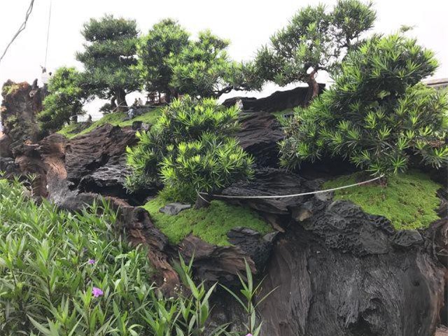 Khúc “củi mục” trồng vạn niên tùng có gì mà "hét giá" 2,5 tỷ đồng?