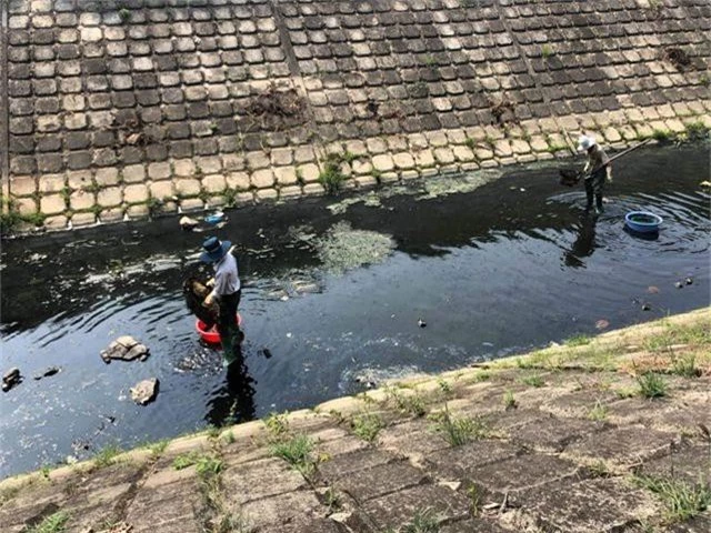 Cá chết, rác thải lại nổi đầy các kênh nước ở Đà Nẵng - 4