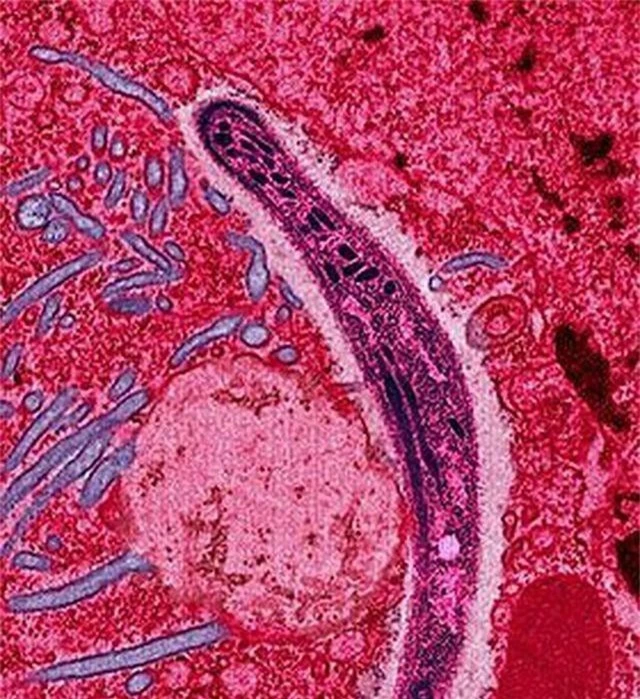 Xem kí sinh trùng sốt rét dùng “chiêu trò” để vô hiệu hóa hệ miễn dịch - 2