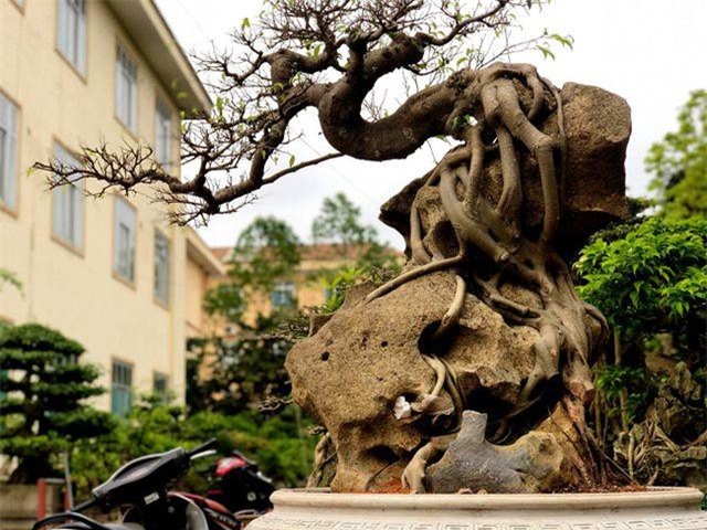 Lấy cây sanh "cùi" ký vào phiến đá khá khù khoằm, 20 năm sau ra giá nửa tỷ đồng