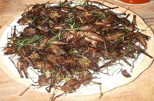 Đặc sản côn trùng chôm chôm ở Tây Bắc "nhìn thì ghê nhưng ăn là mê"