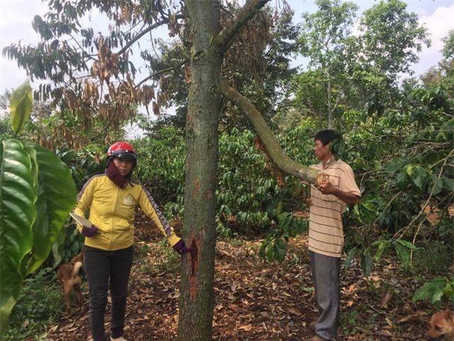 Đắk Lắk: Điều tra vụ “đầu độc” gốc sầu riêng gây thiệt hại trên 800 triệu đồng