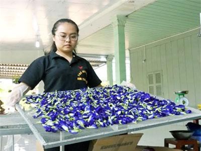 Đồng Tháp: Làm giàu từ việc tạo trà thơm bằng các loài hoa quê