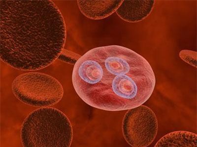 Xem kí sinh trùng sốt rét dùng “chiêu trò” để vô hiệu hóa hệ miễn dịch