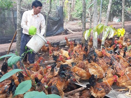 "Vua gà" khuyết tật tiết lộ cách chăm sóc gà dược liệu có "1-0-2"