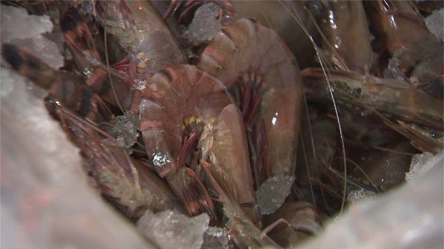 Triệt phá dứt điểm các cơ sở đưa tạp chất vào tôm