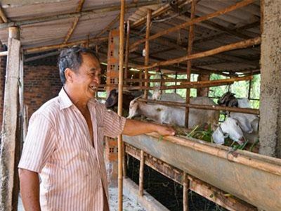 Bà Rịa - Vũng Tàu: Khá giả nhờ nuôi dê không thả bằng lá cây trong vườn