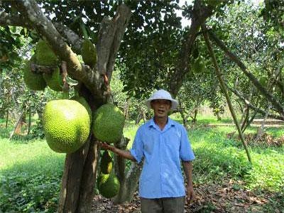 Quảng Nam: Đếm tiền "khỏe re” từ cây ra quả "khổng lồ", thơm cả xóm