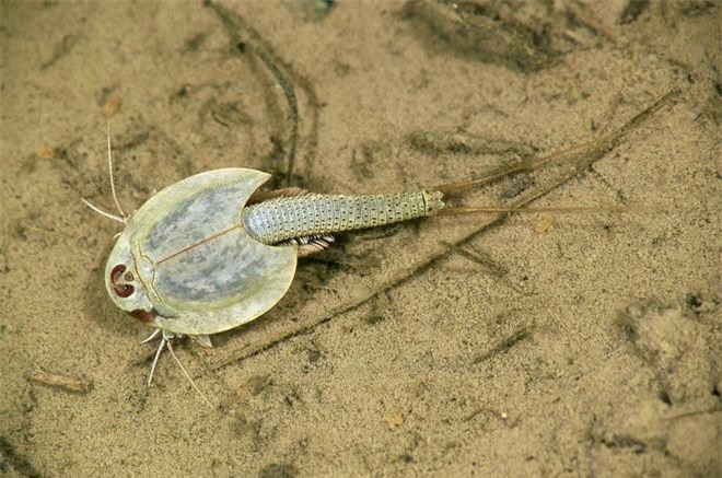 Loài tôm lạ sống trong sa mạc: Cổ nhất hành tinh, 50 năm không có nước mà trứng vẫn nở tốt