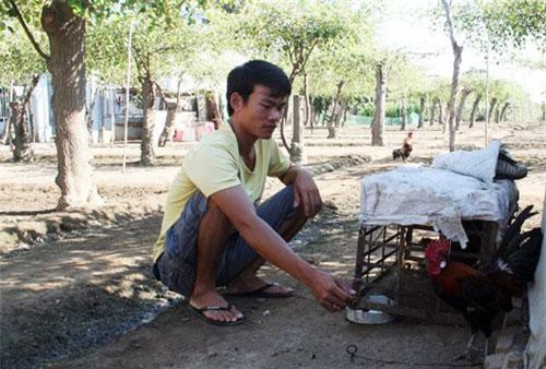 Ninh Thuận: Đã nuôi gà rừng thì mê ơi là mê, gặp cặp ưng ý giá bán cả triệu bạc