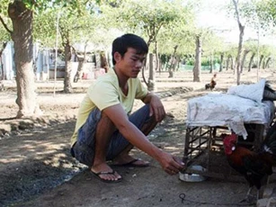Ninh Thuận: Đã nuôi gà rừng thì mê ơi là mê, gặp cặp ưng ý giá bán cả triệu bạc