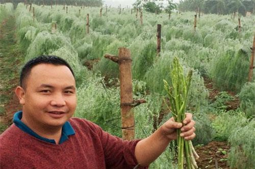 Phú Thọ: Trai làng trồng rau hoàng đế, cứ sáng ra là có 1 triệu đồng