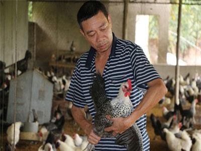 Nuôi loài gà đỏm dáng, đẻ sòn sòn trên đệm lót sinh học