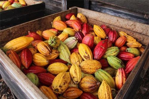 Giá ca cao tăng lên hơn 55 triệu đồng/tấn