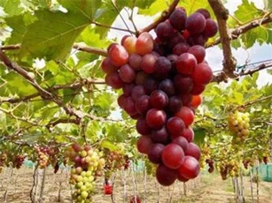 Nông lâm thủy sản 4 tháng xuất siêu 2,7 tỷ USD