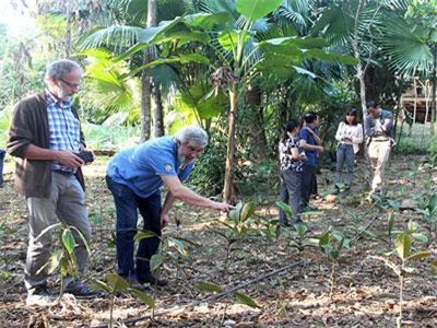 Trồng loài cây thuốc quý, bán 350 ngàn/kg, khách Tây tới xem