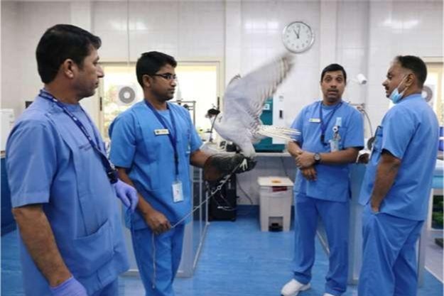 Bệnh viện chim ưng lớn nhất thế giới - Ảnh 6. Bệnh viện chim ưng lớn nhất thế giới - Ảnh 6.