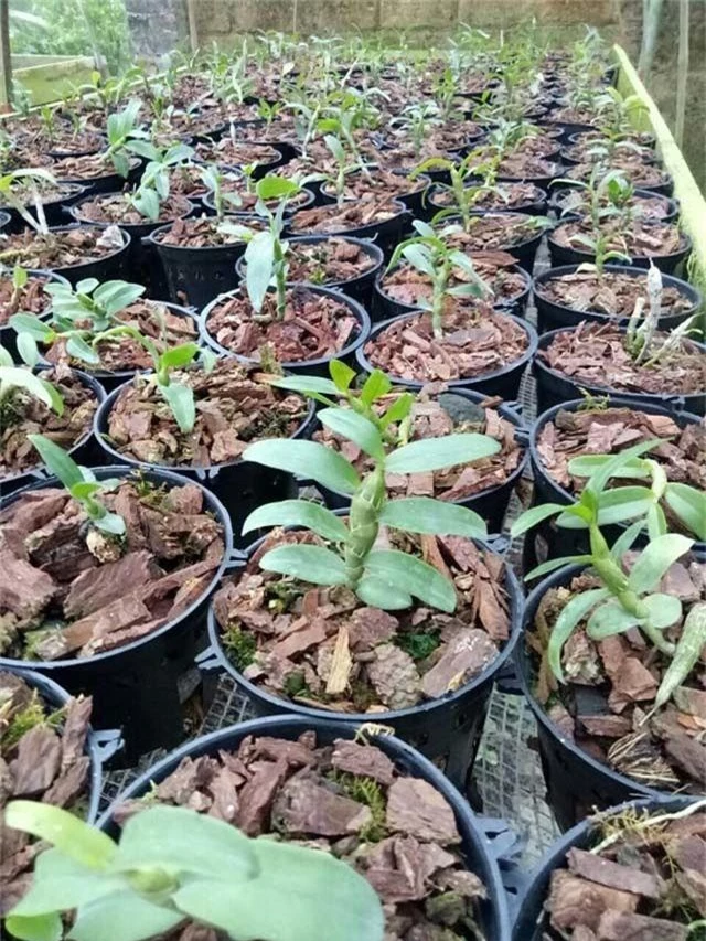 Lạ Thái Nguyên: Vườn lan nhiều loại siêu độc, giá cả chục triệu 1cm - 11