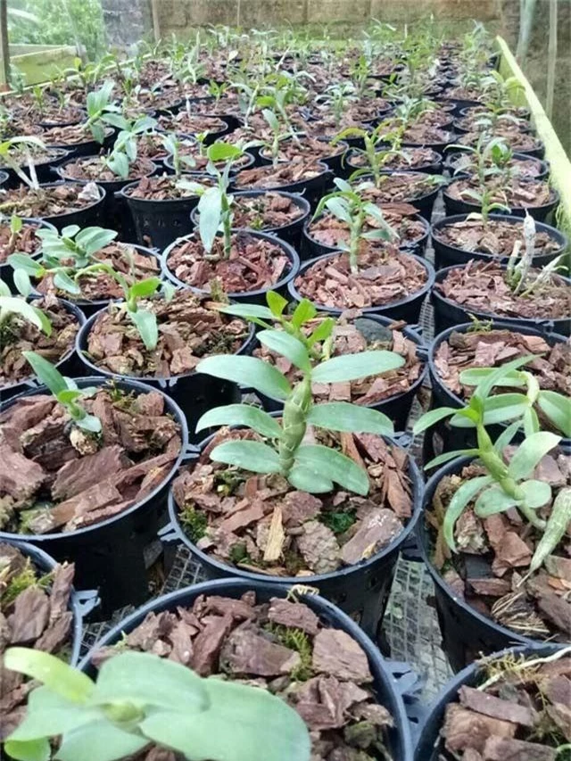 Lạ Thái Nguyên: Vườn lan nhiều loại siêu độc, giá cả chục triệu 1cm - 11 Lạ Thái Nguyên: Vườn lan nhiều loại siêu độc, giá cả chục triệu 1cm - 11