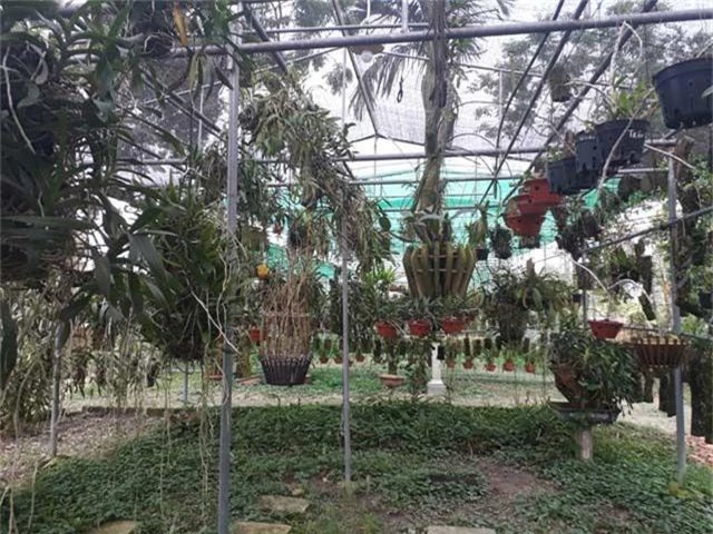 Lạ Thái Nguyên: Vườn lan nhiều loại siêu độc, giá cả chục triệu 1cm - 3