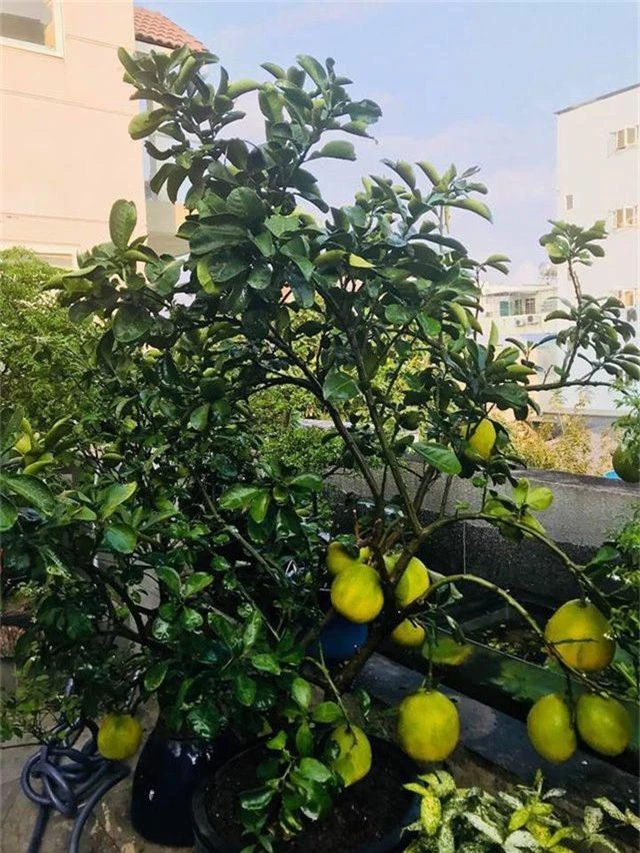 Ngắm căn biệt thự sang trọng ngập tràn hoa lá của Hồ Ngọc Hà - 14 Ngắm căn biệt thự sang trọng ngập tràn hoa lá của Hồ Ngọc Hà - 14