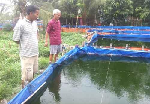 TP.HCM: Cho cá trê thở ôxy sạch, lão nông đút túi tiền tỷ